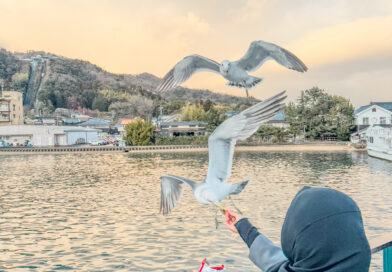 Sailing Through Scenic Japan: Ferry Ride from Amanohashidate to Ichinomiya and Vice Versa