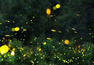 Firefly Watching in Bohol