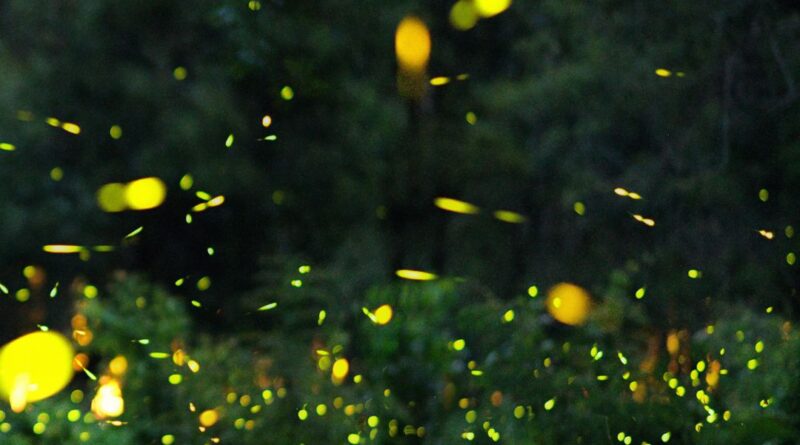 Firefly Watching in Bohol